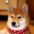 みぃみぃ♪ さんのプロフィール写真