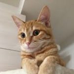 a-ya さんのプロフィール写真
