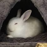 usakiyoಇ. さんのプロフィール写真